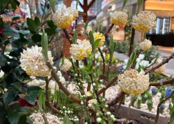 Fruehling In Jenas Goethe Galerie 2024 13